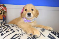 Golden Retriever-Gingerale