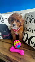 Cavapoo-Marigold