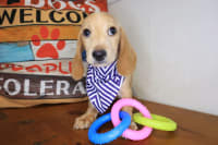 Dachshund-Aegon