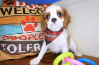 Cavalier King Charles Spaniel-Canelo