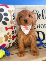 Goldendoodle-Alpine