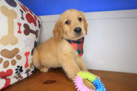 Golden Retriever-Finnegan