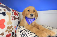 Golden Retriever-Hunter