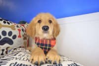 Golden Retriever-Tonny