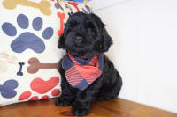 Shihpoo-Arlo