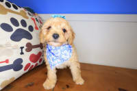 Cockapoo-Woof