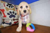 Cavachon-Riddler