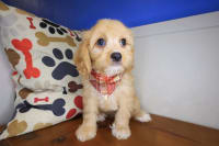 Cavachon-Quest