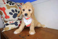 Cavachon-Jelly
