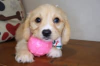 Cavachon-Alva