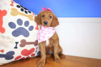 Goldendoodle-Gabbie