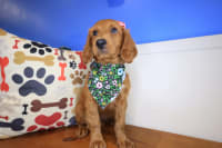 Goldendoodle-Lou
