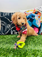 Goldendoodle-Borat