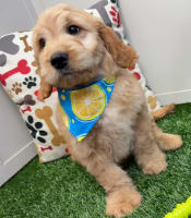Goldendoodle-Streamer