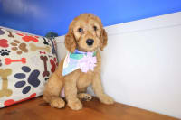 Goldendoodle-Brenda