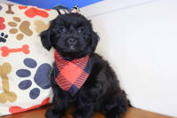 Shihpoo-Toby