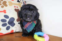 Shihpoo-Ripper
