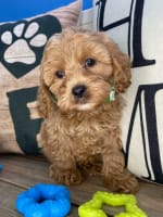 Cavapoo-Chatter
