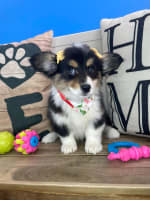 American Corgi-Dee Dee