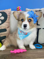 American Corgi-Usana