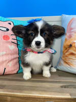 American Corgi-Trixy