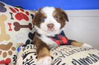 Australian Shepherd-Fennel