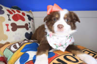 Australian Shepherd-Sushi