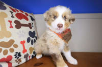 Australian Shepherd-Birdie