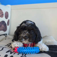 Cockapoo-Rocko