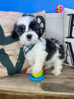 Havanese-Sawyer