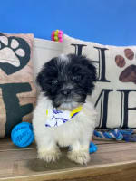 Havanese-Porter
