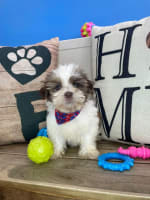 Havanese-Onyx