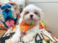 Maltipoo-Cesar