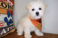 Maltipoo-Dozer