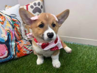 Pembroke Welsh Corgi-Ember