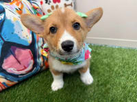 Pembroke Welsh Corgi-Teeni
