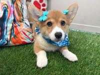 Pembroke Welsh Corgi-Pudding Pop