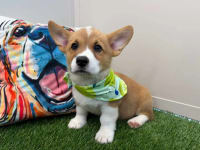 Pembroke Welsh Corgi-Zuma