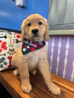 Golden Retriever-Wooly