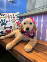 Golden Retriever-Adü