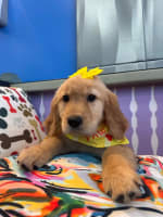 Golden Retriever-Quinn