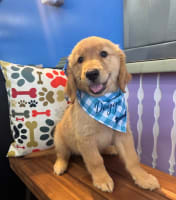 Golden Retriever-Brittaney