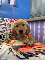 Golden Retriever-Griffin