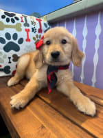 Golden Retriever-Amy