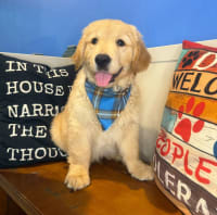 Golden Retriever-Nelson