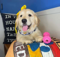 Golden Retriever-Jasmine