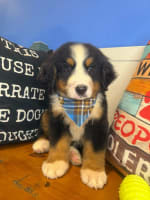 Bernese Mountain-Bandito