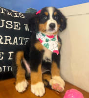 Bernese Mountain-Dutchess