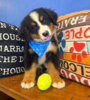 Bernese Mountain-Angel