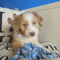 Aussiedoodle-Alvin